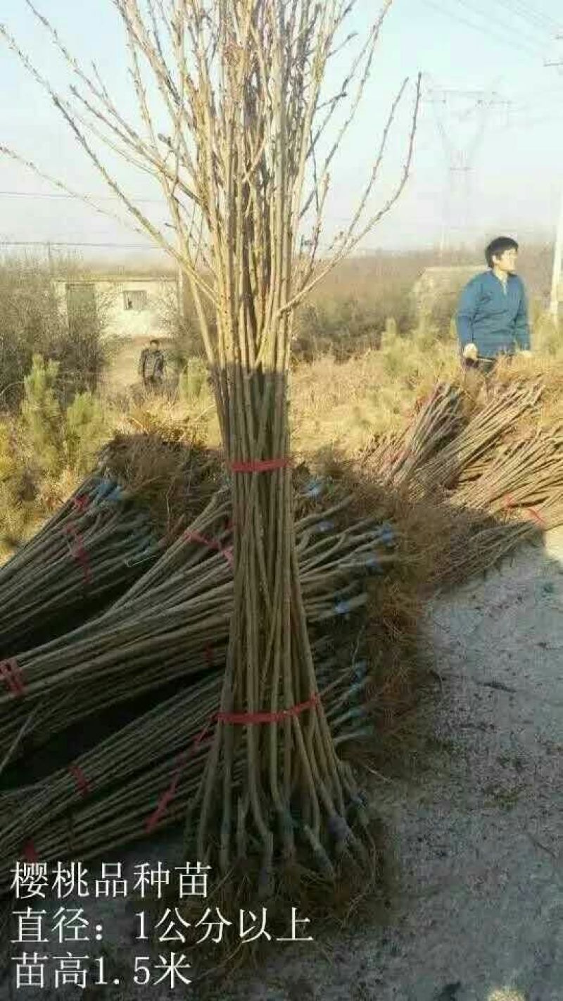 矮化樱桃苗矮化大樱桃树矮化樱桃苗批发矮化樱桃苗基地