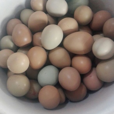 野鸡蛋食用50g以下