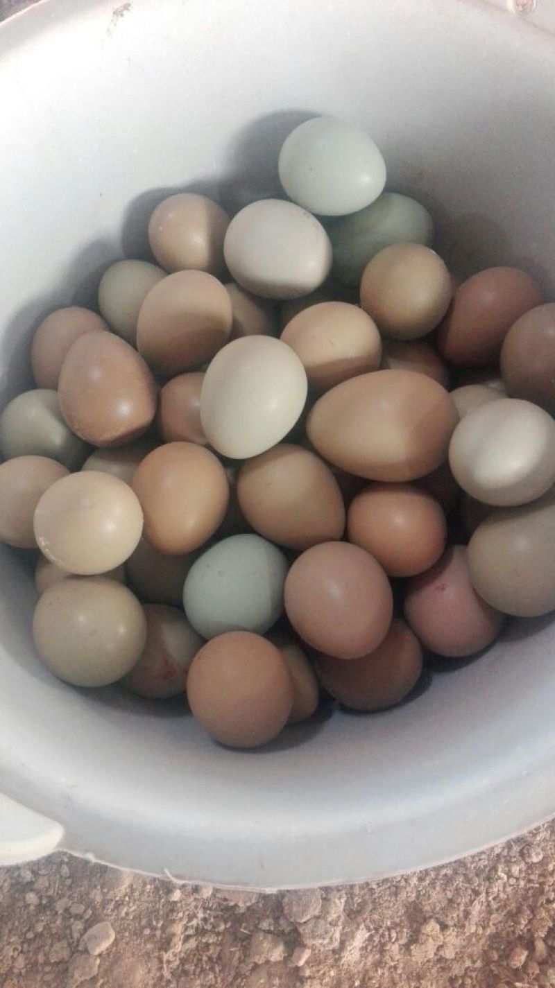 野鸡蛋食用50g以下