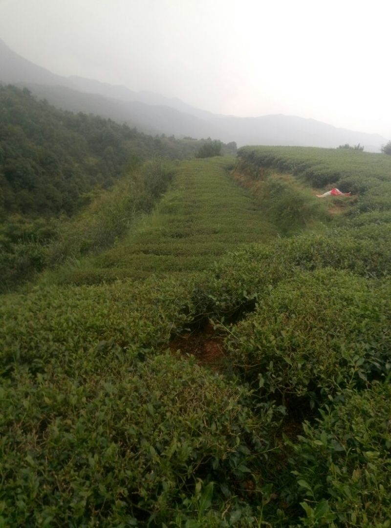 观音茶特级