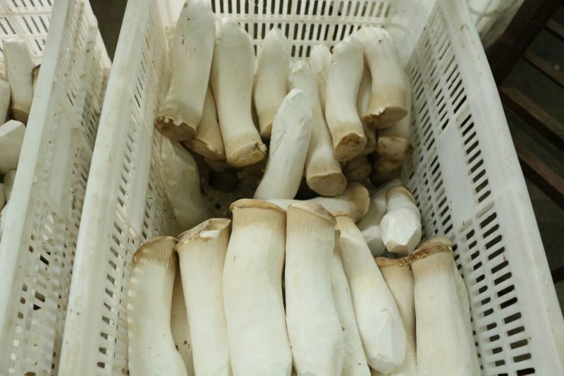 杏鲍菇三级
