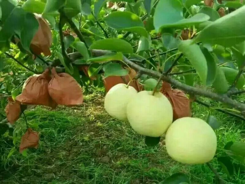 贡梨150~200g纸袋