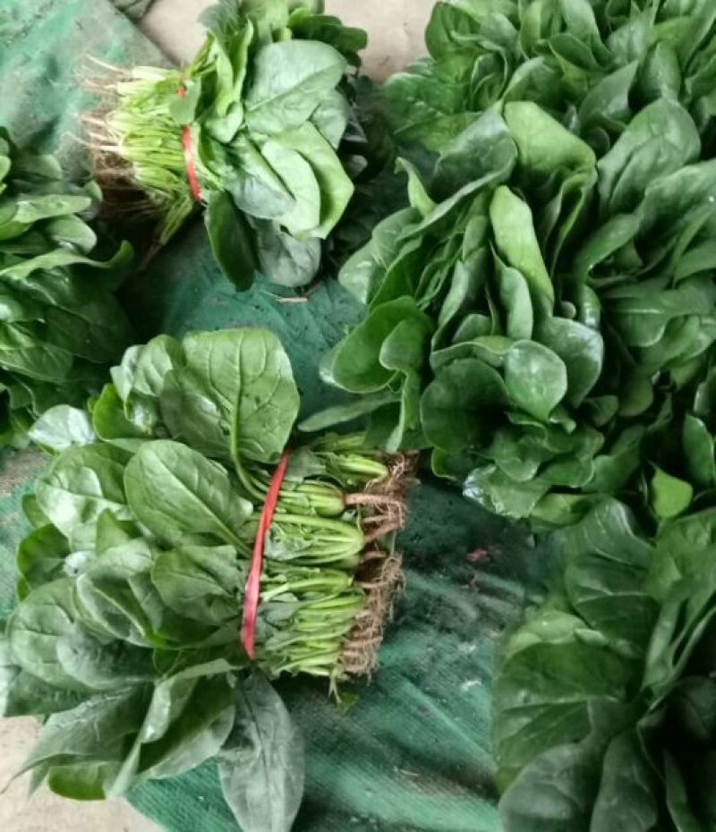 越冬菠菜15~20厘米