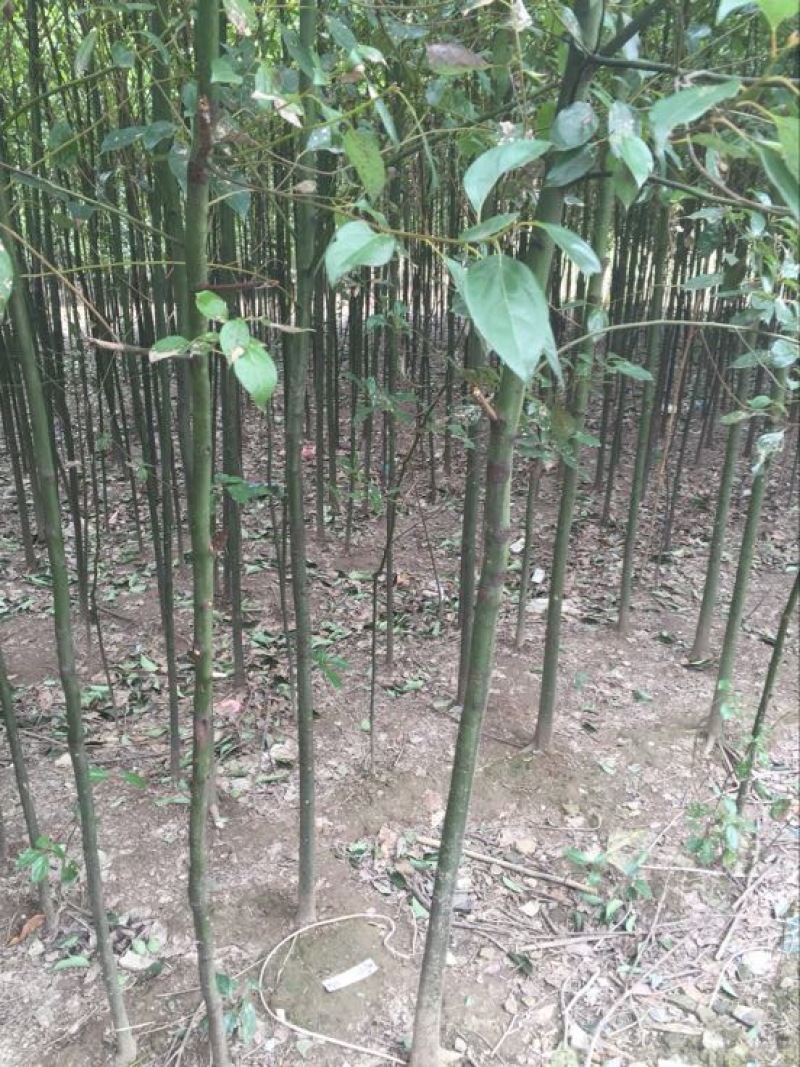 香樟4~6cm4~6cm2.5~3米