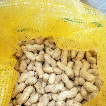 带壳花生鲜货带壳刚出土的花生，颗粒饱满，纯沙土地种