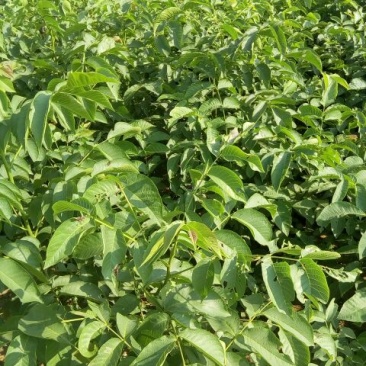 香玲核桃苗50~100cm一年苗