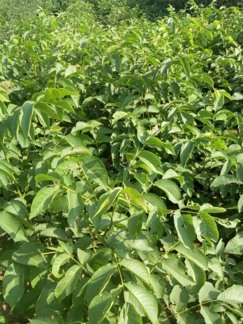 香玲核桃苗50~100cm一年苗