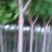 蓝花楹2~3m