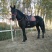 肉马400~500kg