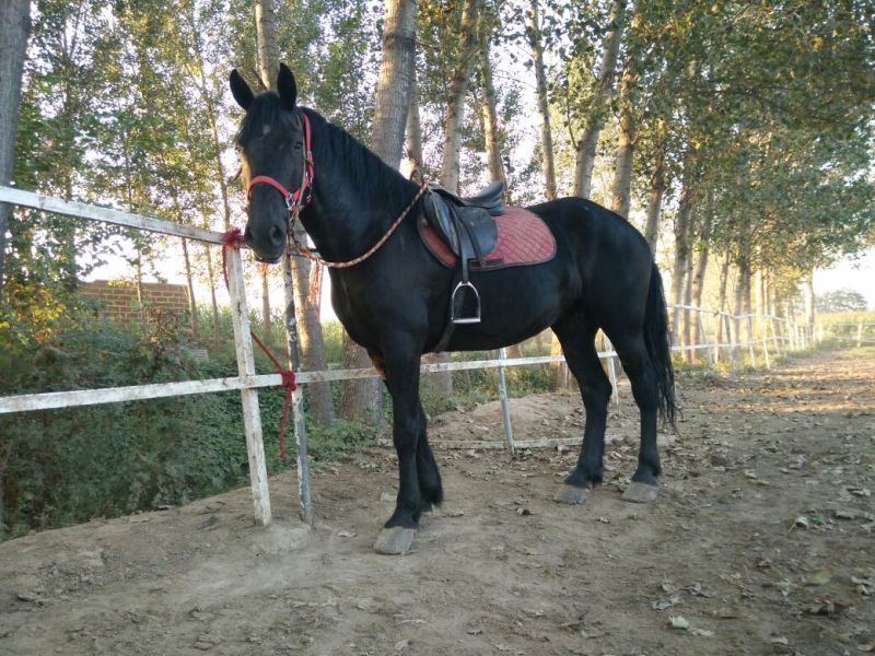 肉马400~500kg