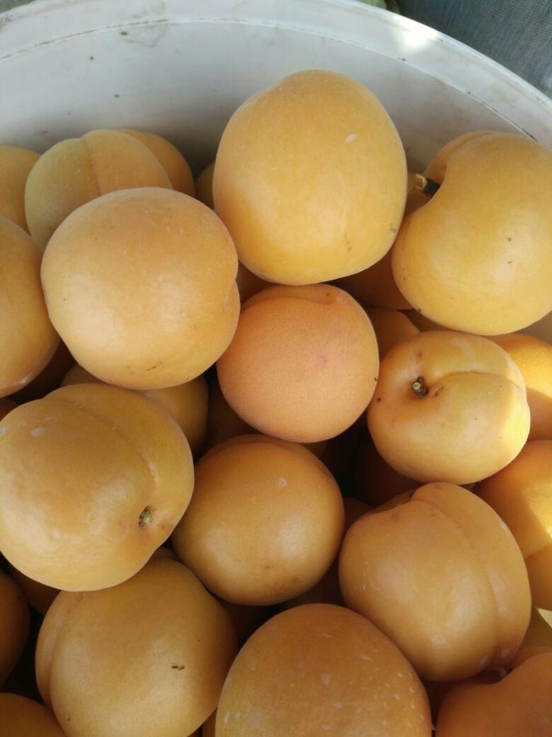 金太阳杏，黄河故道金太阳杏大量上市，一手货源产地直发