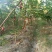 无花果树80~100cm