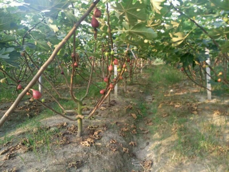 无花果树80~100cm