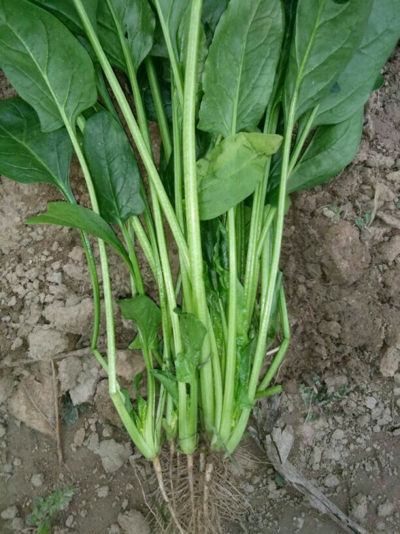 越冬菠菜25~30厘米
