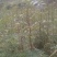 花椒苗1~2年