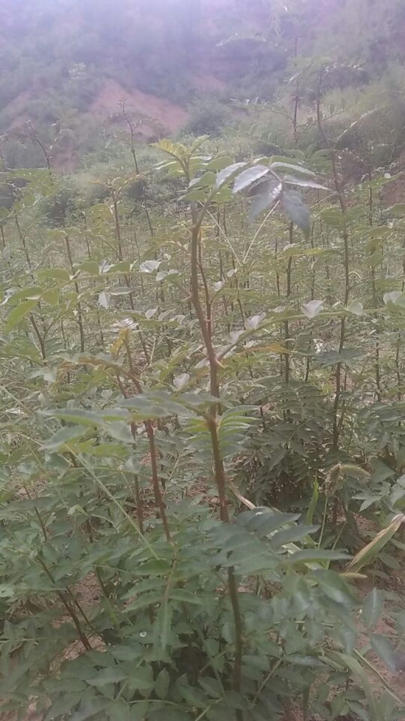 花椒苗1~2年