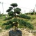 红豆杉苗20~30cm50~60cm70~80cm