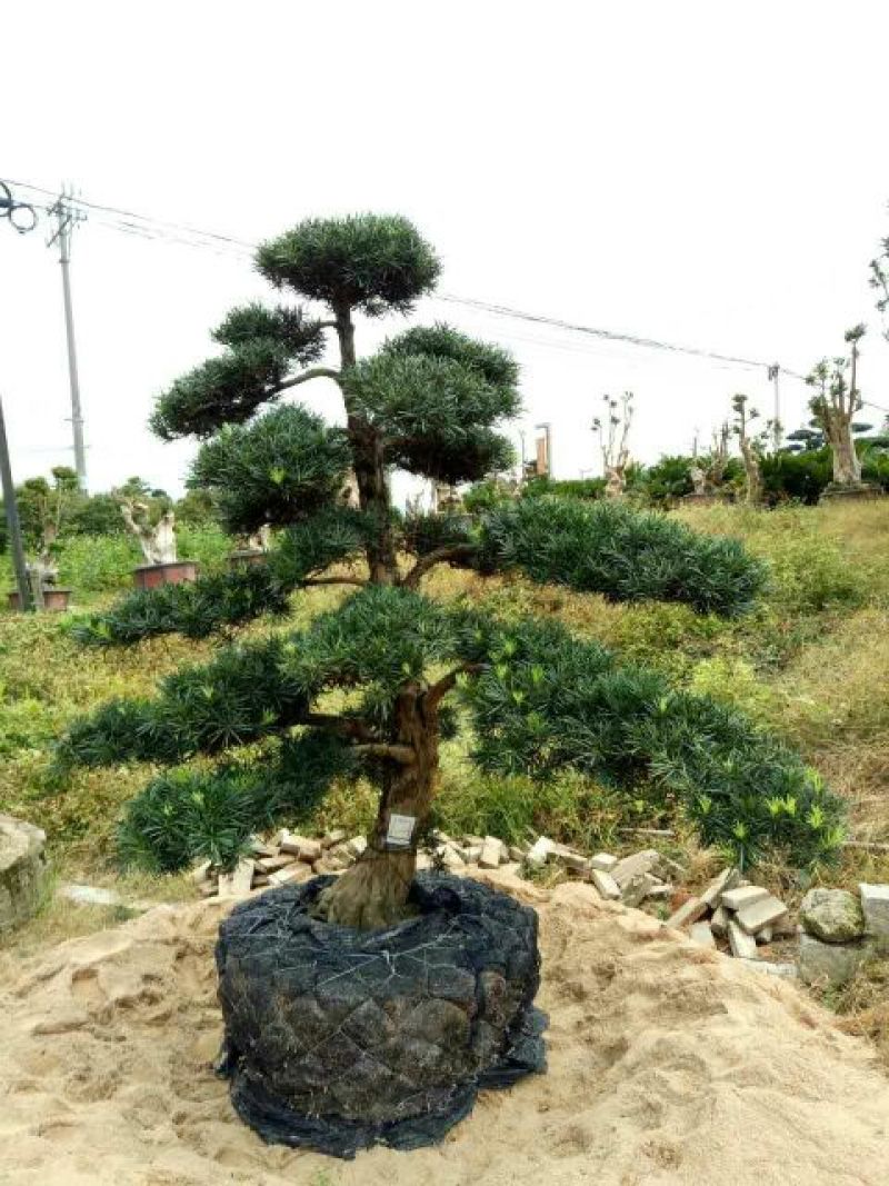 红豆杉苗20~30cm50~60cm70~80cm