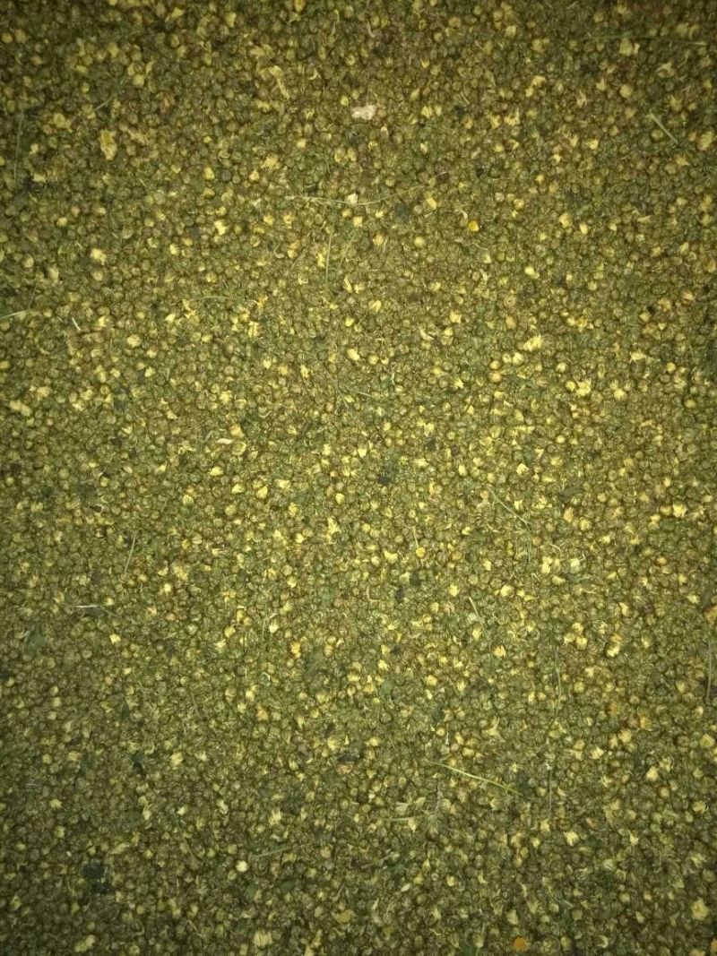 杭州白菊袋装