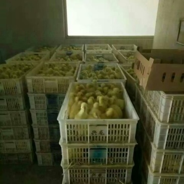 三花鹅苗250g以上