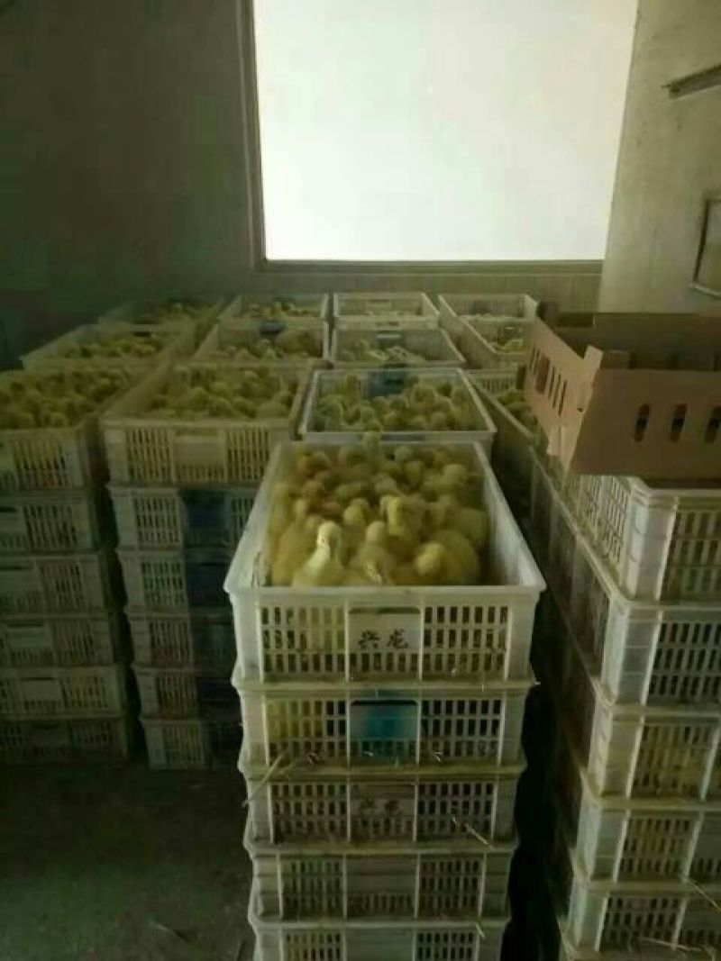 三花鹅苗250g以上