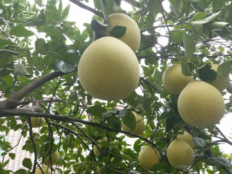 蜜柚2斤以上