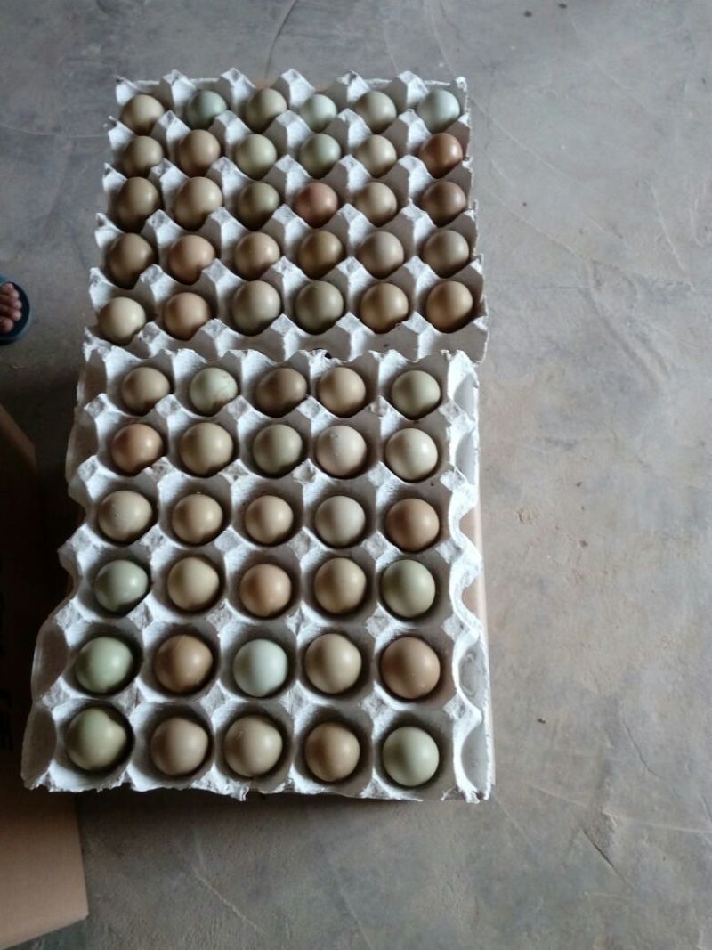 野鸡蛋食用50g以下