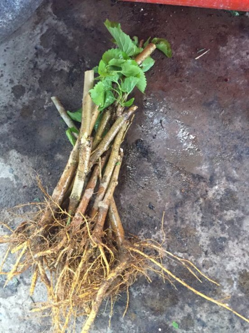桑椹树苗桑枣树，无籽大十苗