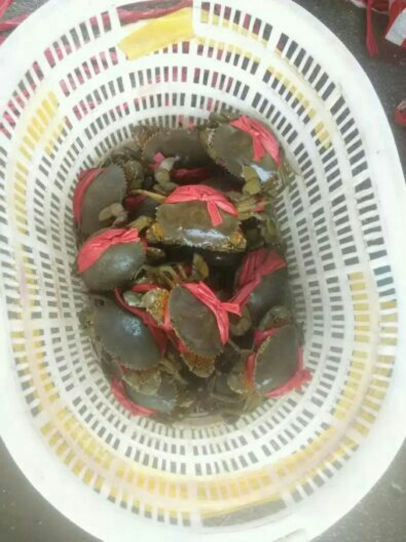 青蟹食用雄蟹