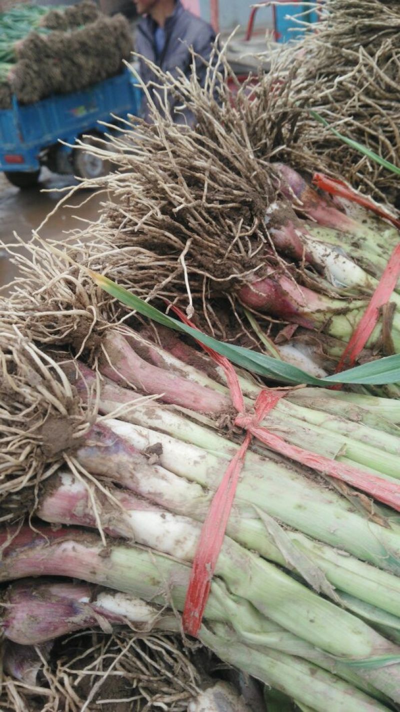 蒜苗50~60cm，货源充足，产地直销欢迎老板进店选购