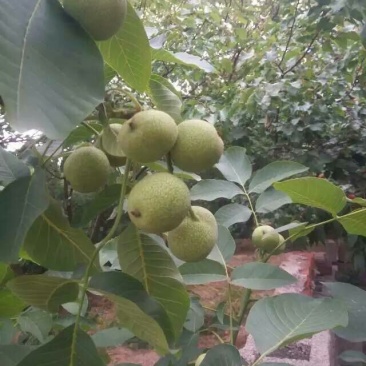 8518核桃苗一年苗50~100cm