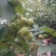 8518核桃苗一年苗50~100cm