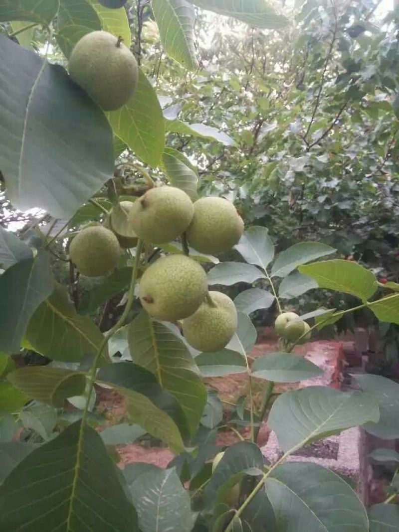 8518核桃苗一年苗50~100cm