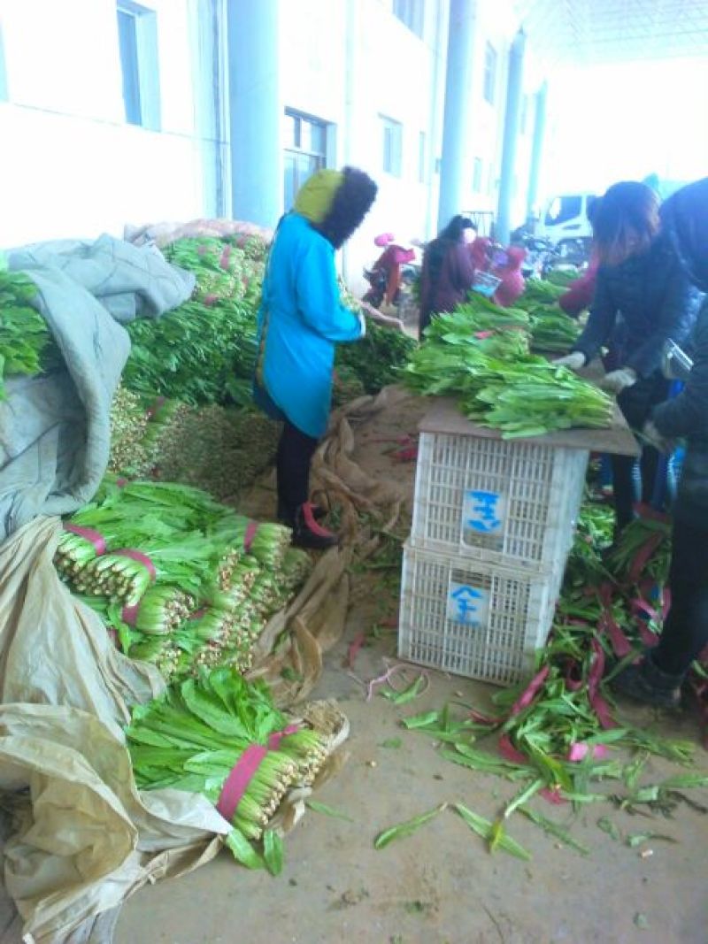 油麦菜美冠20~25厘米以上精品品种多规格全价格低质量好