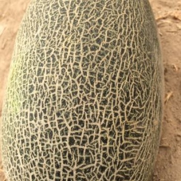 伽师瓜