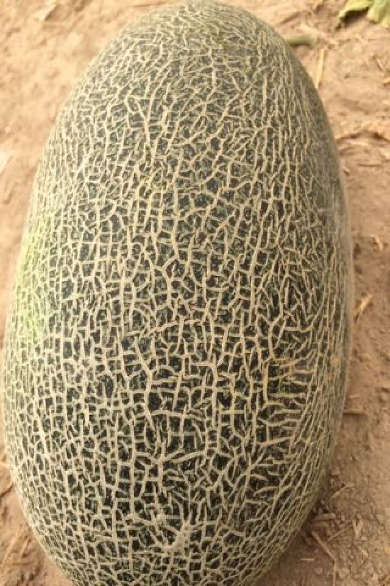 伽师瓜