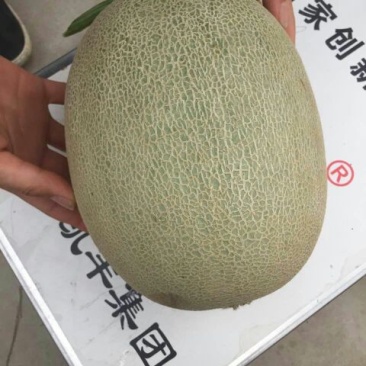 网纹瓜3斤以上椭圆形
