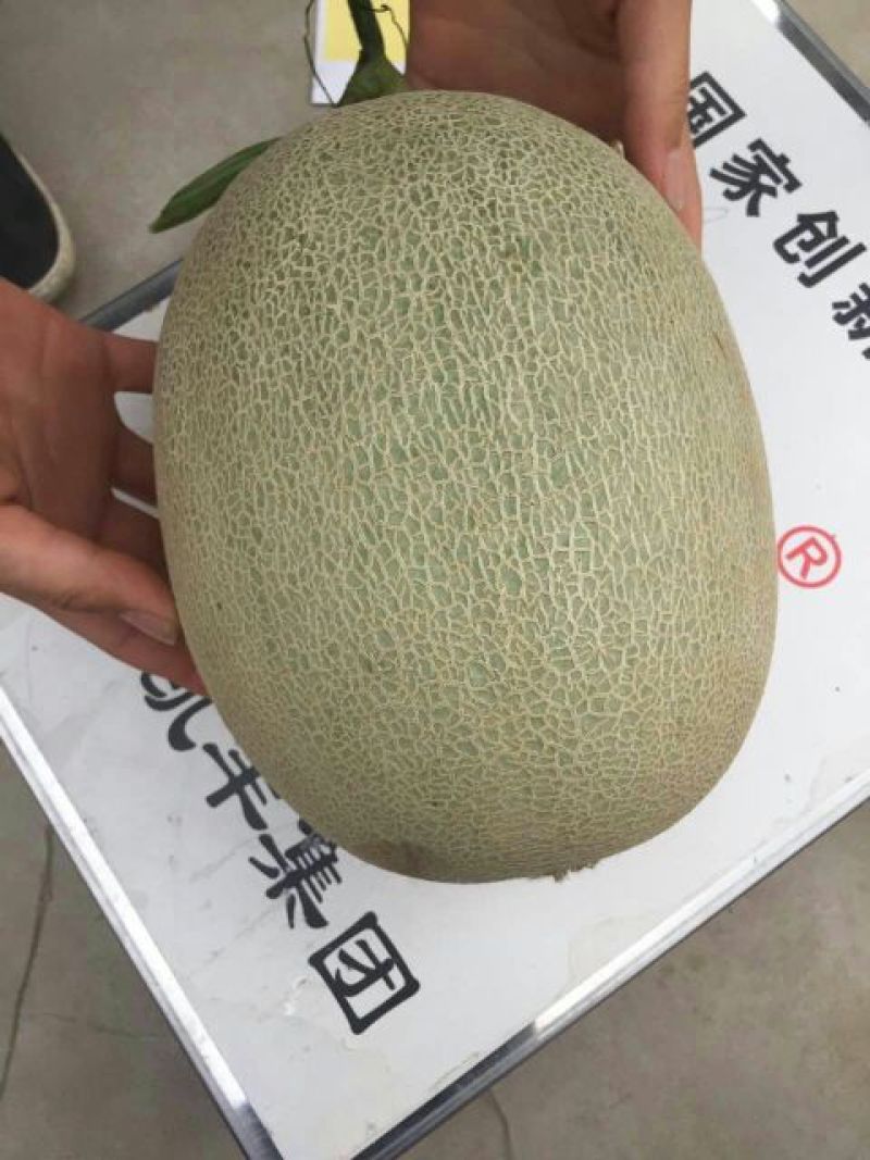 网纹瓜3斤以上椭圆形