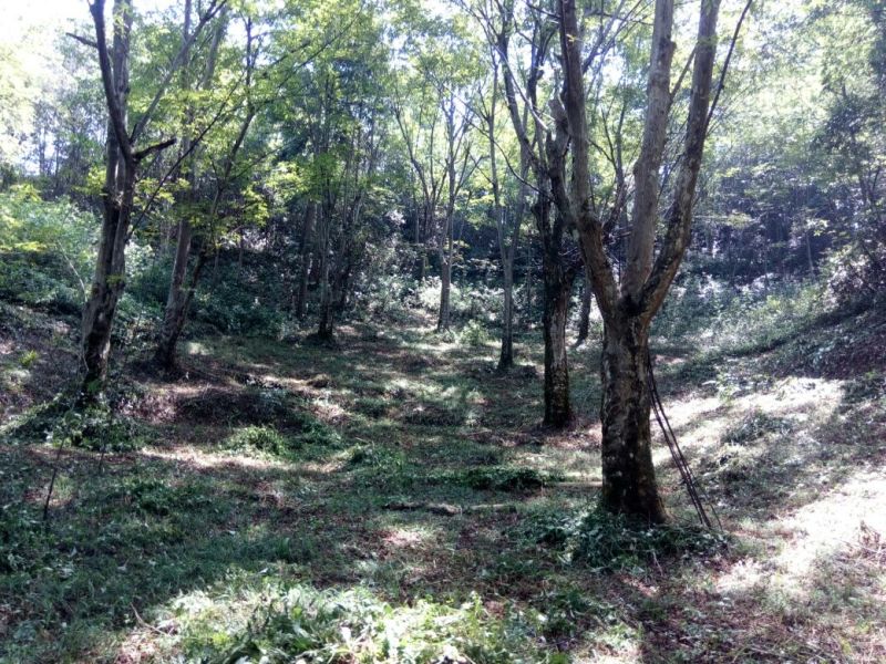 野生核桃去皮干