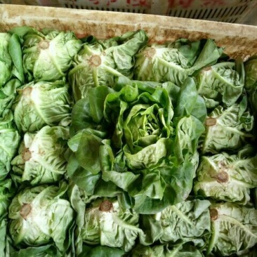 奶油生菜3两~4两