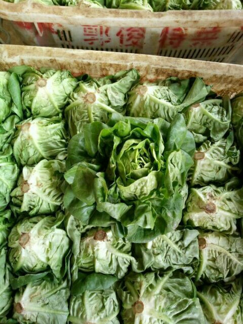 奶油生菜3两~4两