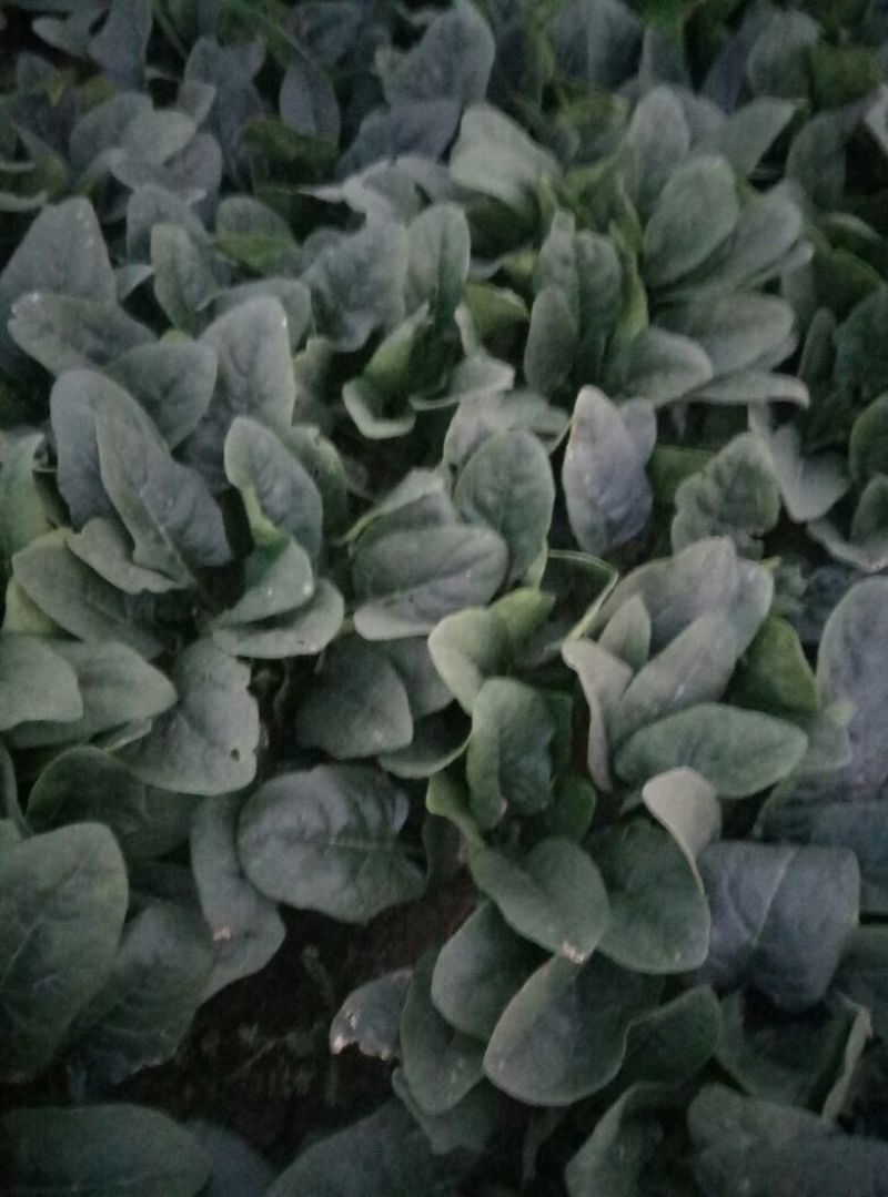 菠菜25~30厘米