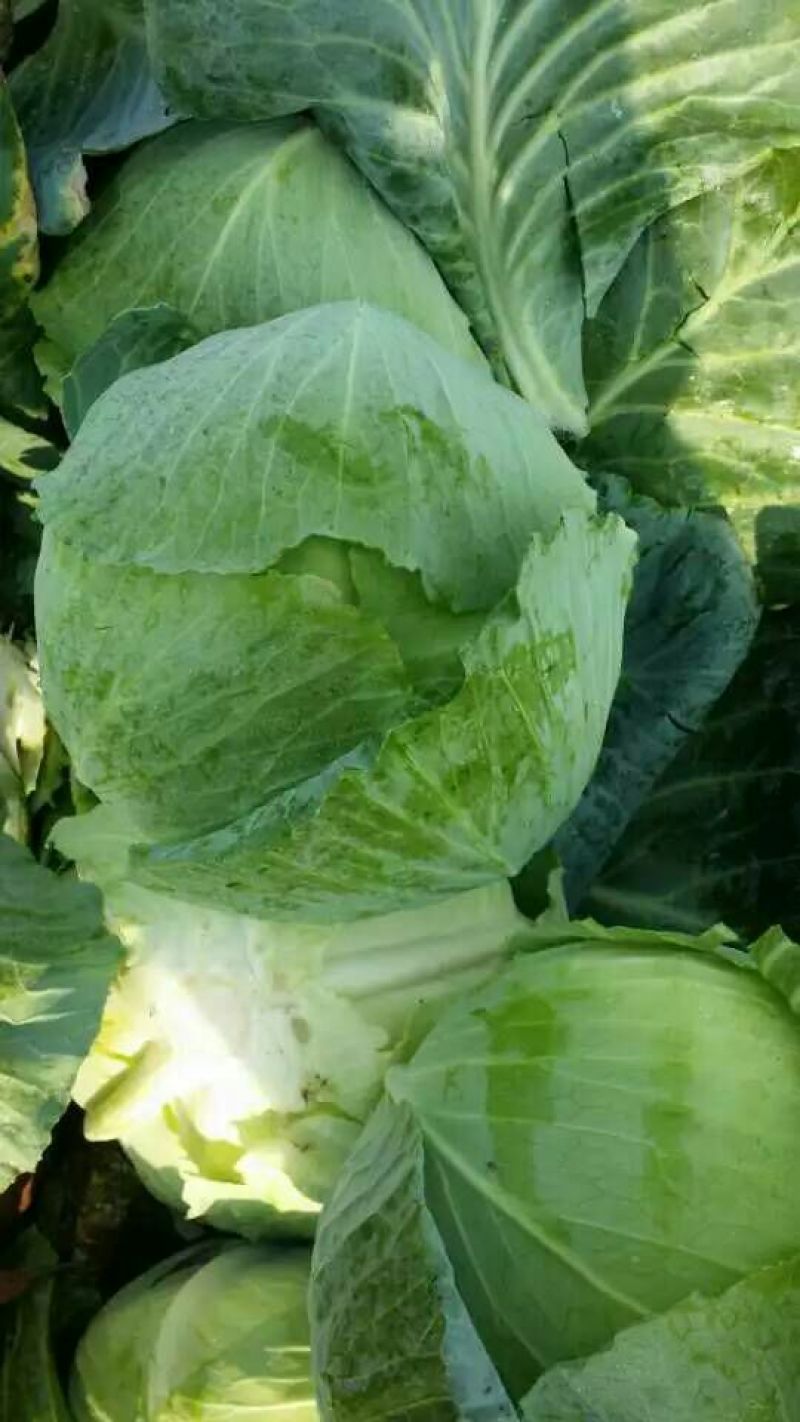 优选湖北基地扁包菜，大量有货质优价廉一手货源现砍现发品质