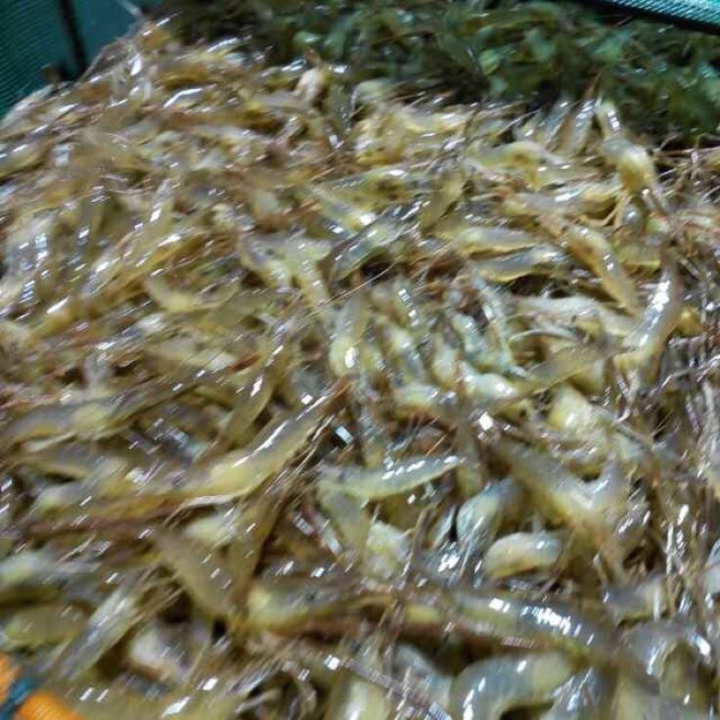 河虾
