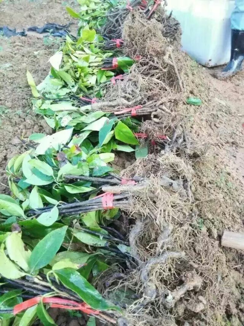 布福娜树苗30~50cm