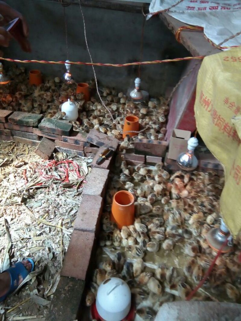 青脚麻鸡苗500克以上脱温苗