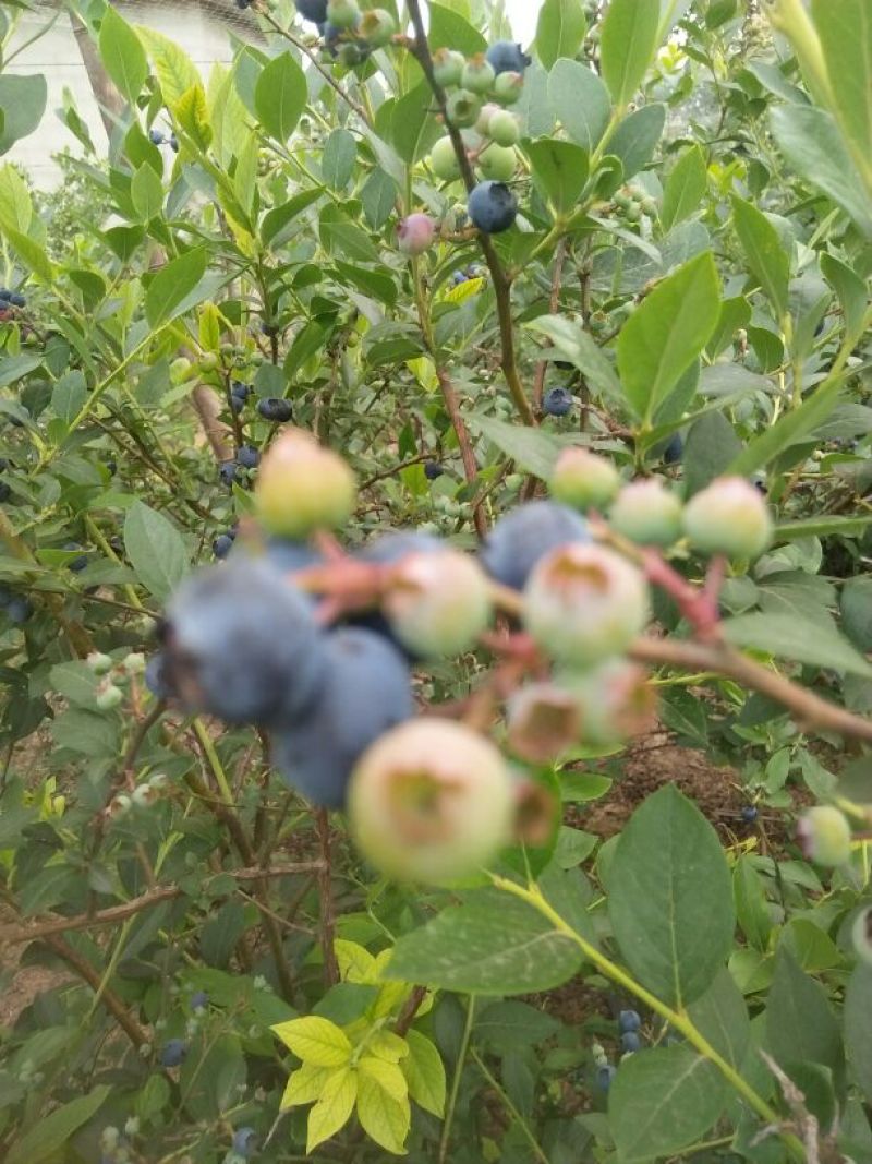 蓝丰蓝莓6~8mm以上