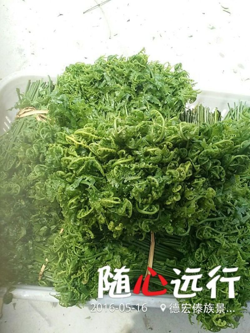 山野菜