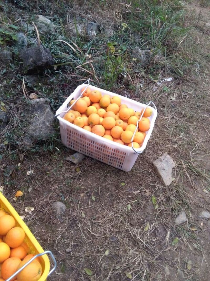 纽荷尔精品脐橙优质脐橙基地