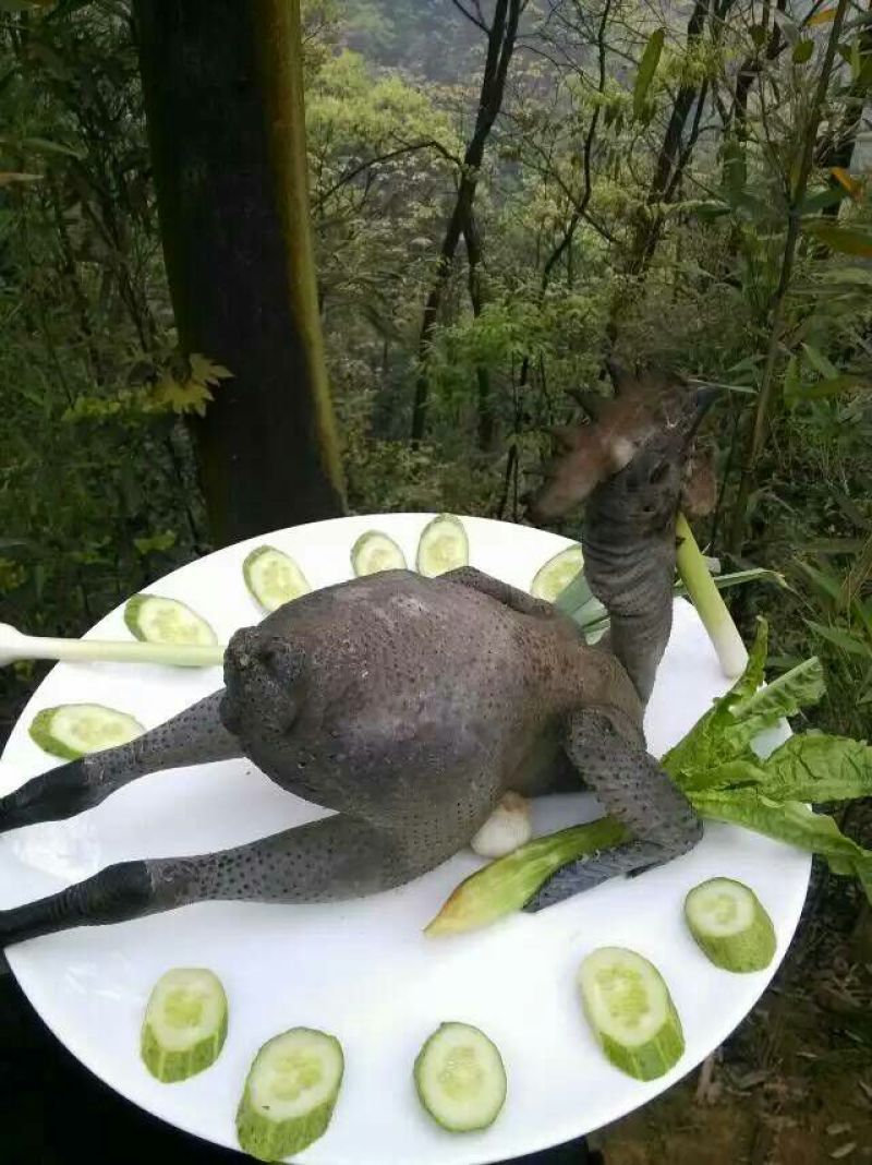 乌鸡